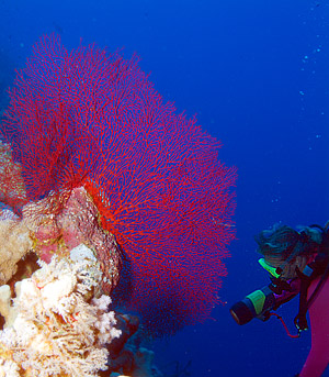 Ägypten 2003 - Lahami Bay - Makshure Süd - rote Fächerkoralle - Gorgonie - red sea fan - Lithophyton arboreum