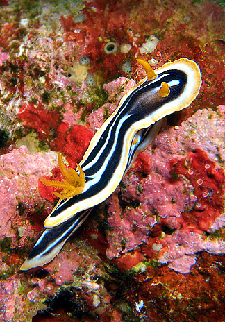 Ägypten 2003 - Lahami Bay - Makshure Nord - Pyjama Schnecke - Prachtsternschnecke - Pyjama Slug - Chromodoris quadricolor