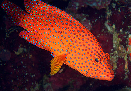 Ägypten 2003 - Lahami Bay - Makshure Nord -  - Rotmeer Zackenbarsch - Halfspotted Grouper - Cephalopholis hemistiktos