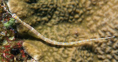 Ägypten 2003 - Lahami Bay - Makshure Nord - Seenadel - Pipefish - Corythoichthys