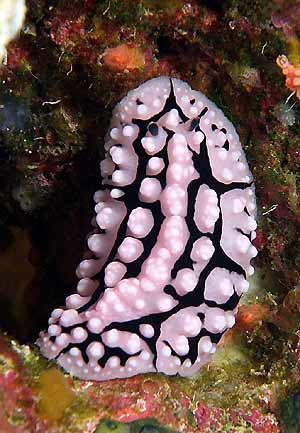 Ägypten 2003 - Lahami Bay - Makshure Nord - Wartzenschnecke - wart slug - Phyllidia elegans