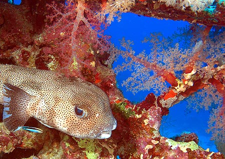 Ägypten 2003 - Lahami Bay - Shab Said North - Gewöhnlicher Igelfisch - Porcupinefish - Diodon hystrix