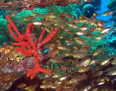Ägypten 2003 - Lahami Bay - Shab Said North - Gelber Feger - Yellow Sweeper - Parapriacanthus ransonneti