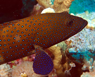 Ägypten 2003 - Lahami Bay - Shab Claudio - Juwelen Zackenbarsch - Halfspotted grouper - Cephalopholis hemistiktos