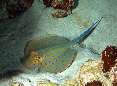 Ägypten 2003 - Lahami Bay - Shab Claudio - Blaupunktstechrochen - Bluespotted stingray - Taeniura Lymma