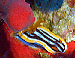 Ägypten 2003 - Lahami Bay - Shab Malahi - Pyjamaschnecke - Pyjama slug - Chromodoris quadriclor