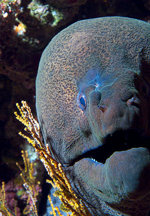 Marsa Alam 2004 - Elphinstone Riff - Riesenmuräne - Gymnothorax javanicus - Giant Moray