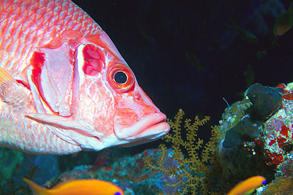 Marsa Alam 2004 - Elphinstone Riff -  Riesenhusar - Giant squirrelfish - Sargocentron spiniferum