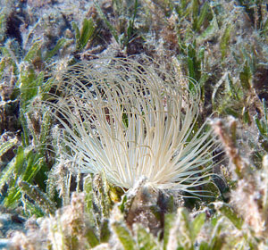 Marsa Alam 2004 - Abu Dabbab - Witwenrosen - Anemone -Aiptasia mutabilis