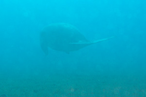 Marsa Alam 2004 - Abu Dabbab - Dugong - Seekuh