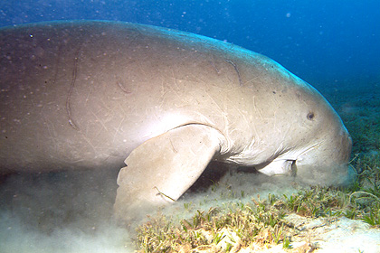 Marsa Alam 2004 - Abu Dabbab - Dugong - Seekuh