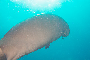 Marsa Alam 2004 - Abu Dabbab - Dugong - Seekuh