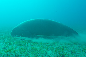 Marsa Alam 2004 - Abu Dabbab - Dugong - Seekuh