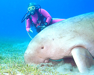 Marsa Alam 2004 - Abu Dabbab - Dugong und Christine