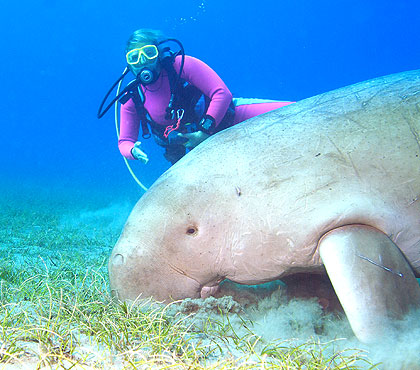 Marsa Alam 2004 - Abu Dabbab - Christine ist vom Dugong fasziniert