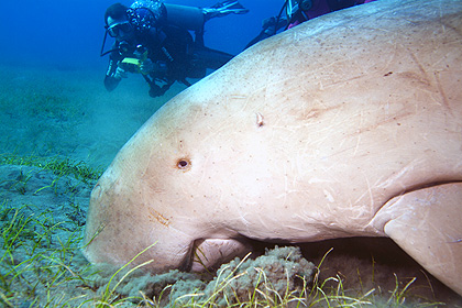 Marsa Alam 2004 - Abu Dabbab - Dugong - Seekuh