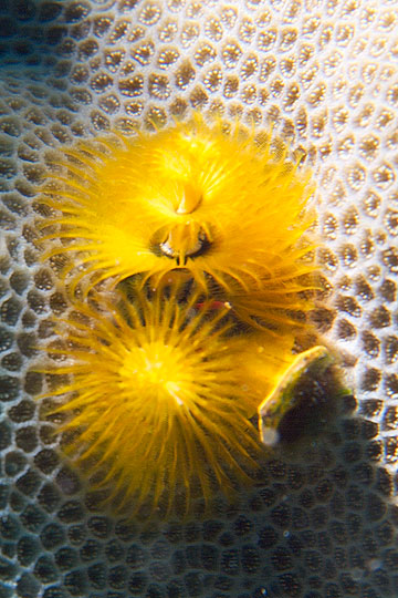 Marsa Alam 2004 - Marsa Muray - Weihnachstwurm - Spirobranchus giganteus - Christmas tree worm