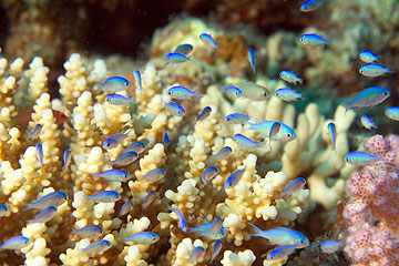 Marsa Alam 2004 - Marsa Shagra - Grünes Schwalbenschwänzchen - Chromis viridis