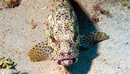 Marsa Alam 2004 - Marsa Shagra - Rotflecken Zackenbarsch - Epinephelus Tauvina - Greasy Grouper