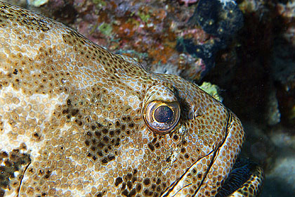 Marsa Alam 2004 - Marsa Shagra - Getarnter Zackenbarsch - Epinephelus Polyphekadion - Marble Grouper