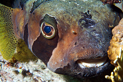 Marsa Alam 2004 - Marsa Shagra - Masken Igelfisch - Black blotched porcupinefish - Diodon Liturosus