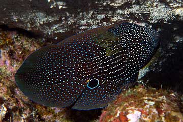 Marsa Alam 2004 - Marsa Shagra - Echter Mirakelbarsch - Calloplesiops Altivelis - Cornet Longfin