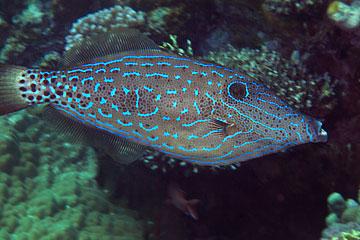 Marsa Alam 2004 - Marsa Shagra - Schrift-Feilenfisch - Aluterus scriptus - Scribbled Leatherjacket