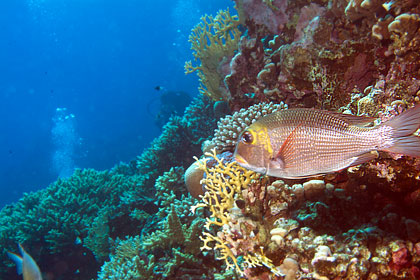 Marsa Alam 2004 - Marsa Shagra - Großaugen-Straßenkehrer - Monotaxis grandoculis - Bigeye emperor