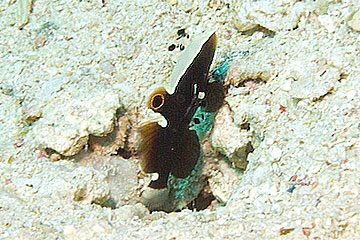 Marsa Alam 2004 - Marsa Shagra - Das Weißkäppchen lebt mit einem Knallkrebs zusammen in der Höhle [ lotilia graciliosa - Graceful partner goby]