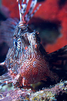 Marsa Alam 2004 - Marsa + Sharm Shuni - Afrikanischer Feuerfisch - Pterois mombasae - African Lionfish