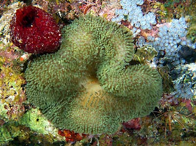 Mexiko 2003 - Playa del Carmen - Barrakuda Riff - Sonnenanemone - sun anemone - Stichodactyla helianthus mit mit Yucatan-Partnergarnele - Spotted cleaner shrimp - Periclimenes yucatanicus