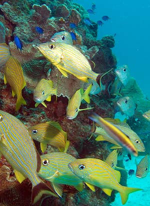 Mexiko 2003 - Playa del Carmen - Cerebros Riff - Französischer Grunzer - French Grunt - Haemulon flavolineatum