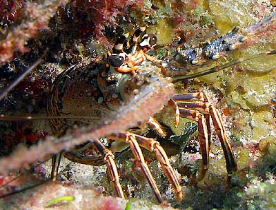 Mexiko 2003 - Playa del Carmen - Cerebros Riff - Karibik Languste - Caribbean spiny lobster - Panulirus argus
