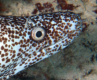 Mexiko 2003 - Playa del Carmen - Jardines Riff - Gefleckte Muräne - Spotted Moray eels - Family Muraenidae