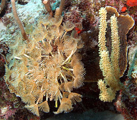 Mexiko 2003 - Playa del Carmen - Jardines Riff - Röhrenwürmer - Soziale Sabella - Social feather duster - Sabellidae -