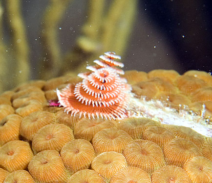 Mexiko 2003 - Playa del Carmen - Moc-che Riff - Weihnachtsbäumchen (Weihnachtsbaum) Röhrenwurm - Christmas-tree Worm, Spirobranchus giganteus