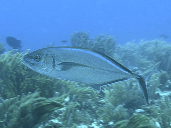 Mexiko 2003 - Playa del Carmen - Sabalos Riff - Gelbflossen Stachelmakrele - Carangoides bartholomaei - Yellow jack