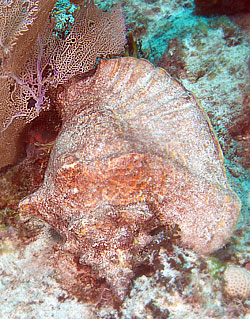 Mexiko 2003 - Playa del Carmen - Sabalos Riff - Riesenflügelschnecke - Queen conch - Strombus gigas