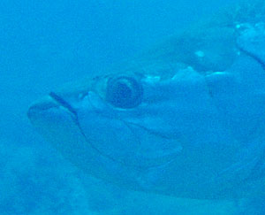 Mexiko 2003 - Playa del Carmen - Tortuga Riff - Tarpun - Tarpon - Frauenfisch - Megalops atlanticus