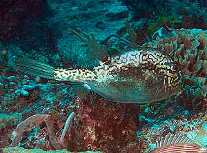 Mexiko 2003 - Playa del Carmen - Tortuga Riff - Horn Kofferfisch - Scrawled Cowfish - Lactophrys quadricornis