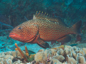 Mexiko 2003 - Playa del Carmen - Tortuga Riff - Trauerrand Zackenbarsch - Epinephelus guttatus - Red hind Grouper