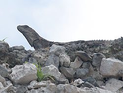 Mexiko 2003 - Tulum - Übersicht