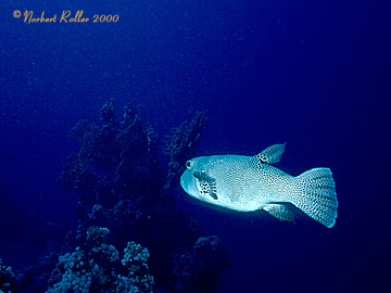 Quesir 2000 - El Kahaf - 
