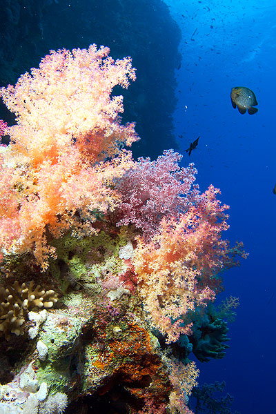 Ägypten 2006 - Safaga - Abu Kafan Riff - Stachelige Prachtkoralle - Dendronephythya - soft coral