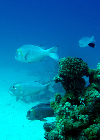 Ägypten 2006 - Safaga - Gamul Kebir - Großaugen-Straßenkehrer - Bigeye emperor - Monotaxis grandoculis