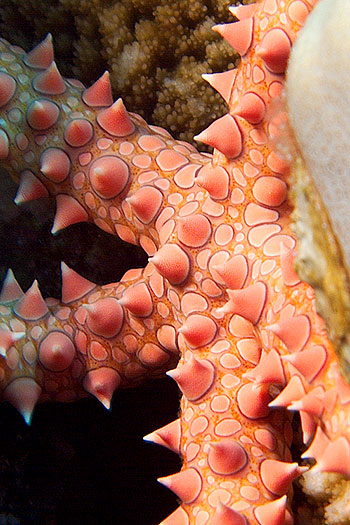 Ägypten 2006 - Safaga - Ägyptische Seestern - Egyptian Sea Star - Gomophia egyptiaca