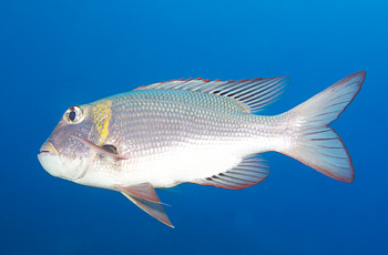 Ägypten 2006 - Safaga - Großaugen-Straßenkehrer - Bigeye Emperor - Monotaxis grandoculis