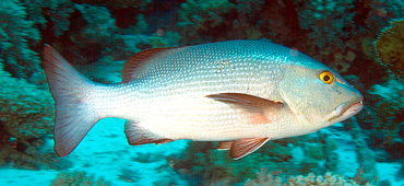 Ägypten 2006 - Safaga - Mangroven Snapper - Magrove snapper - Lutjanus argentimaculatus