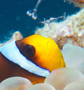 Ägypten 2006 - Safaga - Shaab Sheer - Rotmeer - Anemonenfisch - Red Sea anemonefish - Amphiprion binctus