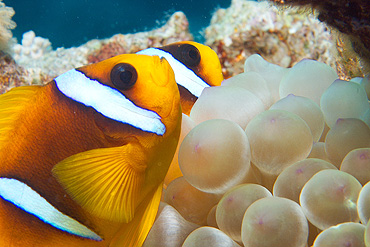 Ägypten 2006 - Safaga - Shaab Sheer - Rotmeer - Anemonenfisch - Red Sea anemonefish - Amphiprion binctus